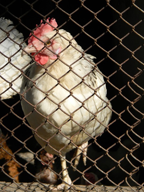 一位参赛者 一位参赛者