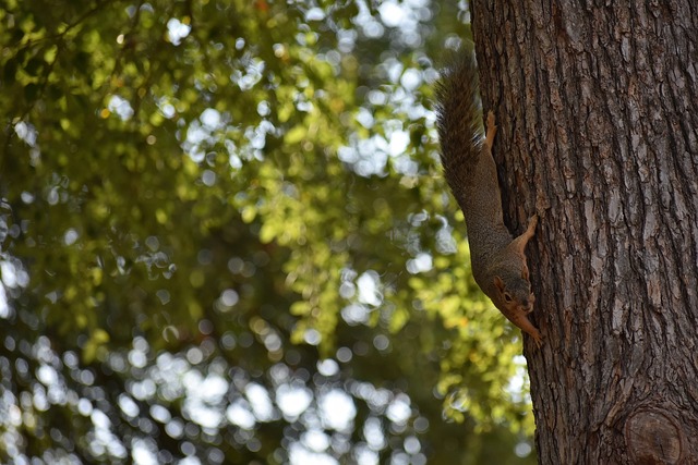 子竞技的无 子竞技的无
